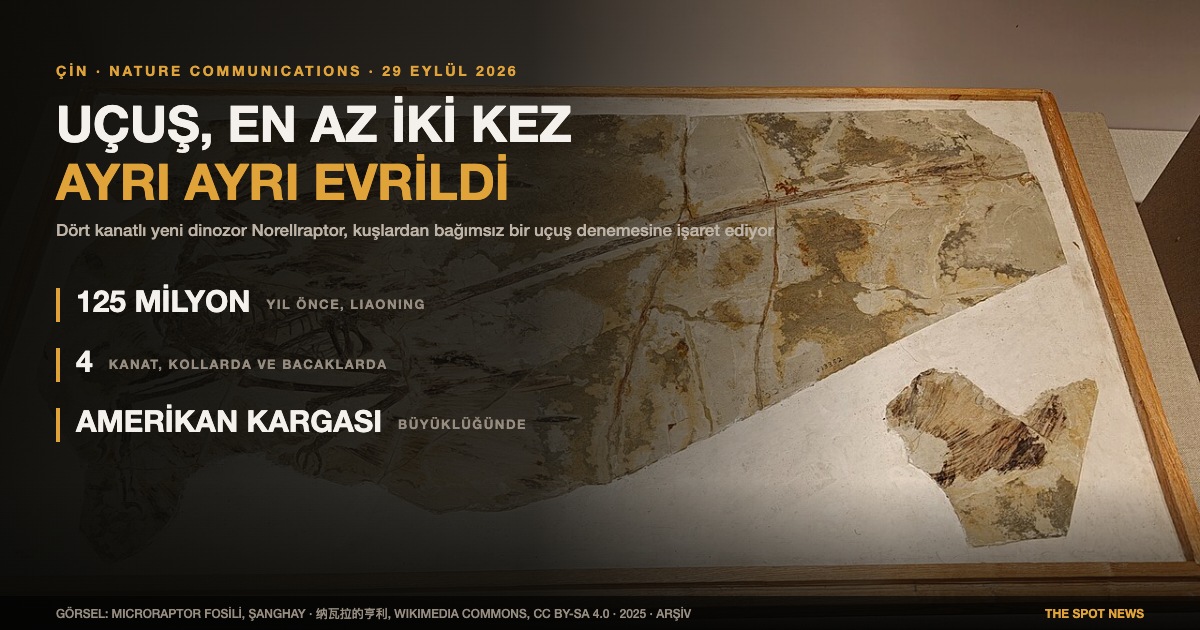 Microraptor gui fosili, Şanghay Doğa Tarihi Müzesi